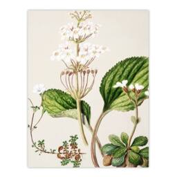 Artery8 Sarah Featon Framed Wall Art New Zealand Ourisia Flowering Plant in Beige - Size: A4 - thumbnail 3
