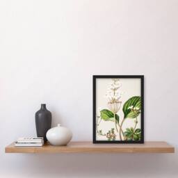 Artery8 Sarah Featon Framed Wall Art New Zealand Ourisia Flowering Plant in Beige - Size: A4 - thumbnail 2