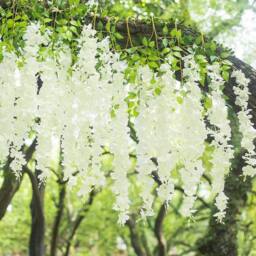 ExtraStar 12 Stems Fake Wisteria Vine Garland for Wedding & Party Decoration in White - thumbnail 2