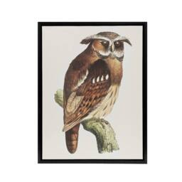 "Artery8 Eagle Owl Perched on a Branch Framed Canvas Wall Art Print van Hoytema in Brown - Size: W12"" x H16""" - thumbnail 1