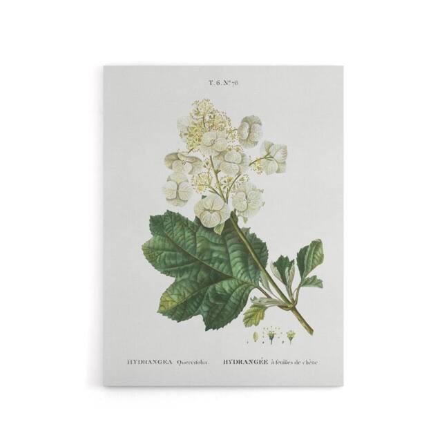 "Artery8 Oakleaf Hydrangea Flowers Redoute Vintage Canvas Wall Art in White - Size: W18"" x H24""" - image 1
