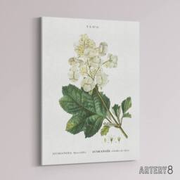 "Artery8 Oakleaf Hydrangea Flowers Redoute Vintage Canvas Wall Art in White - Size: W18"" x H24""" - thumbnail 2