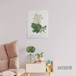 "Artery8 Oakleaf Hydrangea Flowers Redoute Vintage Canvas Wall Art in White - Size: W18"" x H24""" - thumbnail 3
