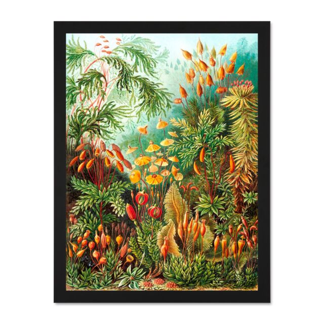 "Artery8 Wall Art Print 72nd Plate Ernst Haeckel Kunstformen Der Natur Muscinae Large Framed Wall Décor Art in Light Oak - Size: W18"" x H24""" - image 1