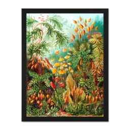 "Artery8 Wall Art Print 72nd Plate Ernst Haeckel Kunstformen Der Natur Muscinae Large Framed Wall Décor Art in Light Oak - Size: W18"" x H24""" - thumbnail 1