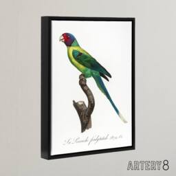"Artery8 The Plum Headed Parakeet Francois Levaillant Framed Canvas Wall Art in White - Size: W12"" x H16""" - thumbnail 2