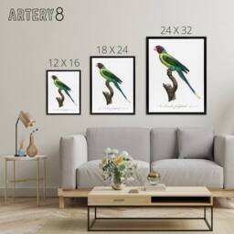 "Artery8 The Plum Headed Parakeet Francois Levaillant Framed Canvas Wall Art in White - Size: W12"" x H16""" - thumbnail 4