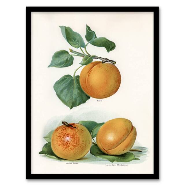 Artery8 John Wright Framed Wall Art Vintage Fruit Illustration of Apricots in White - Size: A4 - image 1