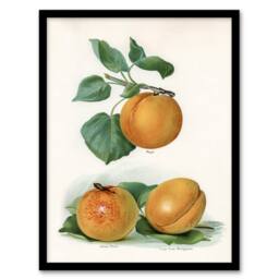 Artery8 John Wright Framed Wall Art Vintage Fruit Illustration of Apricots in White - Size: A4 - thumbnail 1