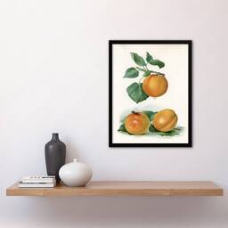 Artery8 John Wright Framed Wall Art Vintage Fruit Illustration of Apricots in White - Size: A4 - thumbnail 2