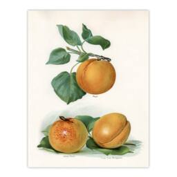 Artery8 John Wright Framed Wall Art Vintage Fruit Illustration of Apricots in White - Size: A4 - thumbnail 3