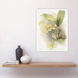 "Artery8 Frederick Sander Turtle Shell Orchid Flowers Wall Art Print - Size: W12"" x H16""" - thumbnail 4
