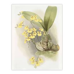 "Artery8 Frederick Sander Turtle Shell Orchid Flowers Wall Art Print - Size: W12"" x H16""" - thumbnail 1