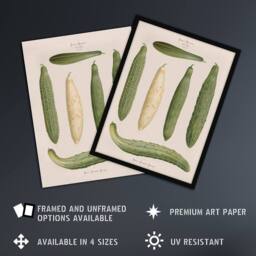 "Artery8 Frame Cucumbers Kitchen Decor Ernst Benary Framed Wall Art Print in White - Size: W12"" x H16""" - thumbnail 2