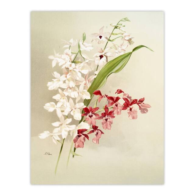 "Artery8 Frederick Sander White Pink Hybrid Orchid Flowers Wall Art Print - Size: W12"" x H16""" - image 1