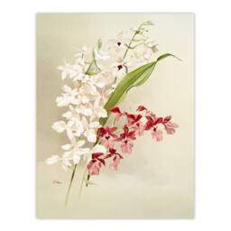 "Artery8 Frederick Sander White Pink Hybrid Orchid Flowers Wall Art Print - Size: W12"" x H16""" - thumbnail 1