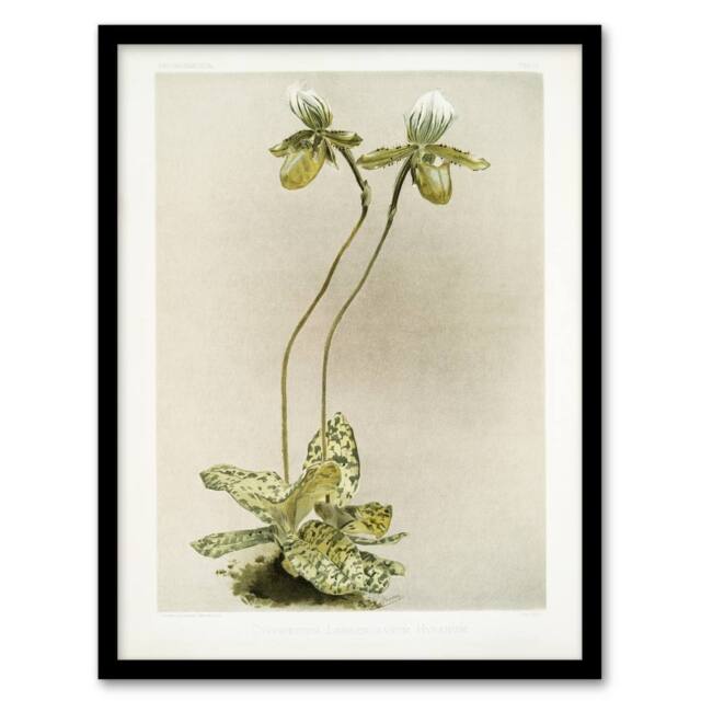Artery8 F Sander Cypripedium Lawrenceanum Hyeanum Orchid Framed Wall Art Print - Size: A4 - image 1