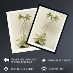 Artery8 F Sander Cypripedium Lawrenceanum Hyeanum Orchid Framed Wall Art Print - Size: A4 - thumbnail 2