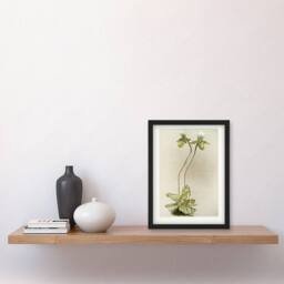 Artery8 F Sander Cypripedium Lawrenceanum Hyeanum Orchid Framed Wall Art Print - Size: A4 - thumbnail 4