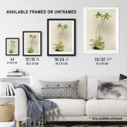 Artery8 F Sander Cypripedium Lawrenceanum Hyeanum Orchid Framed Wall Art Print - Size: A4 - thumbnail 3