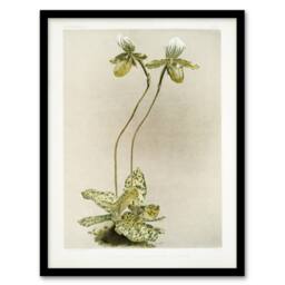 Artery8 F Sander Cypripedium Lawrenceanum Hyeanum Orchid Framed Wall Art Print - Size: A4 - thumbnail 1