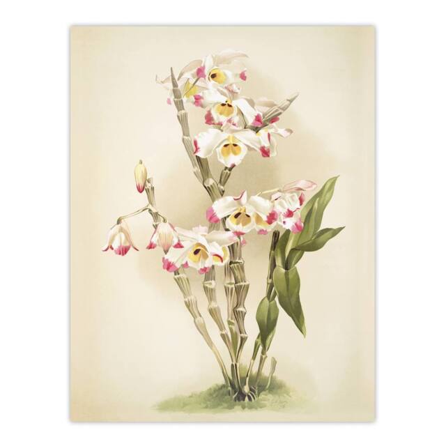 "Artery8 Frederick Sander Dendrobium Wardianum Orchid Flowers Wall Art Print - Size: W12"" x H16""" - image 1