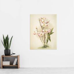 "Artery8 Frederick Sander Dendrobium Wardianum Orchid Flowers Wall Art Print - Size: W12"" x H16""" - thumbnail 4