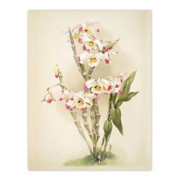 "Artery8 Frederick Sander Dendrobium Wardianum Orchid Flowers Wall Art Print - Size: W12"" x H16""" - thumbnail 1