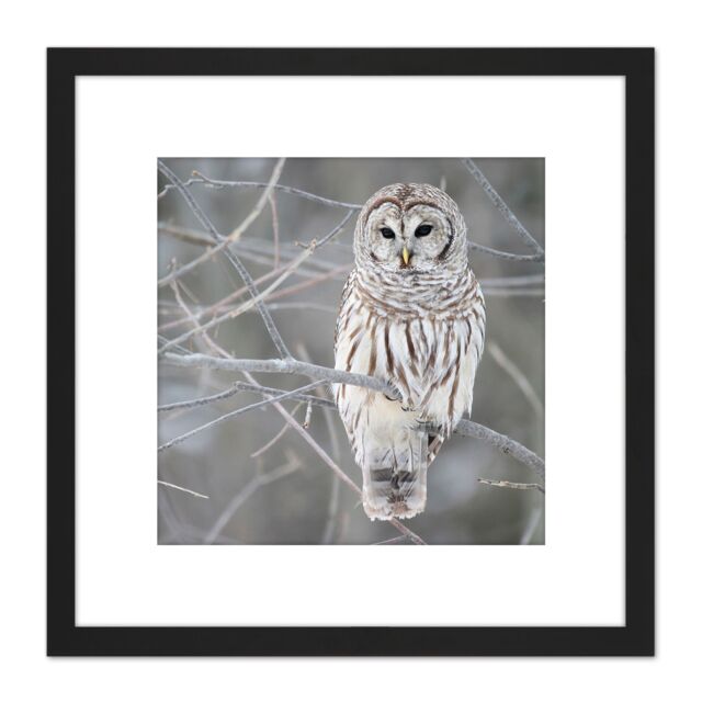 Artery8 Mdf Barred Owl Bird Tree Nature Photo 8X8 Inch Square Wooden Framed Wall Art Print Picture with Mount in Black - image 1