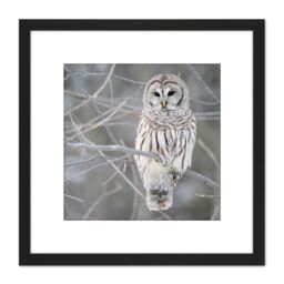 Artery8 Mdf Barred Owl Bird Tree Nature Photo 8X8 Inch Square Wooden Framed Wall Art Print Picture with Mount in Black - thumbnail 1