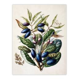 "Artery8 New Zealand Taraire Fruit Branch Featon Wall Art Poster Print in Beige - Size: W24"" x H32""" - thumbnail 1