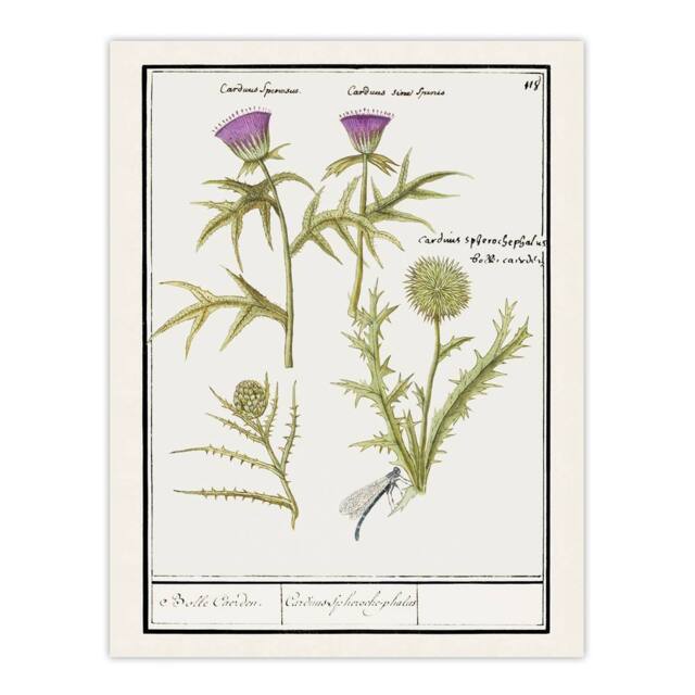 "Artery8 Thistle & Artichoke Flowers de Boodt Wall Art Poster Print in White - Size: W12"" x H16""" - image 1