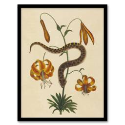Artery8 Hog Nose Snake & Tiger Lily Mark Catesby Framed Wall Art Print in Beige - Size: A4 - thumbnail 1