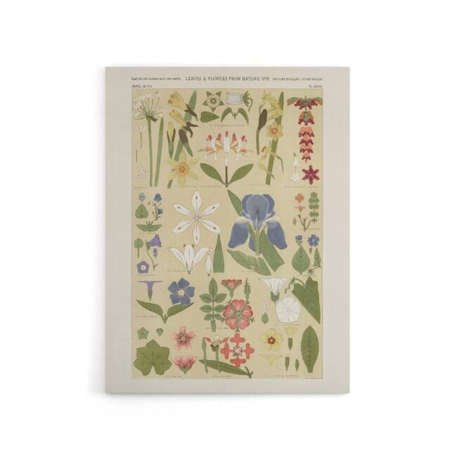 "Artery8 Leaves & Flowers From Nature No 8 Jones Canvas Wall Art in Beige - Size: W18"" x H24""" - image 1