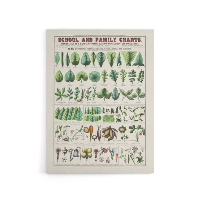 "Artery8 School & family chart No XIX Calkins Canvas Wall Art Print in White - Size: W12"" x H16""" - image 1