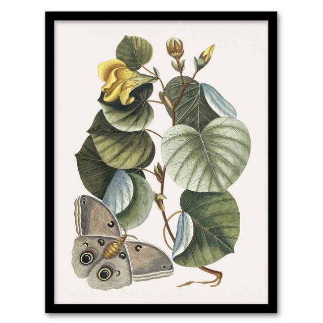 Artery8 Ketmia Hibiscus Flower & Butterfly Catesby Framed Wall Art Print - Size: A4 - image 1