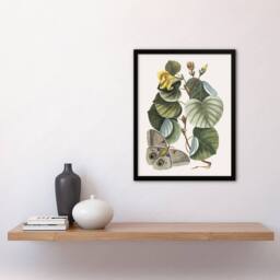 Artery8 Ketmia Hibiscus Flower & Butterfly Catesby Framed Wall Art Print - Size: A4 - thumbnail 4