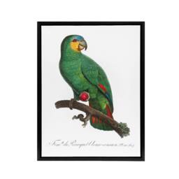 "Artery8 The Orange Winged Amazon Parrot Levaillant Framed Canvas Wall Art in White - Size: W12"" x H16""" - thumbnail 1