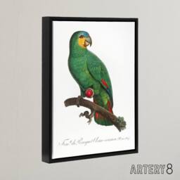 "Artery8 The Orange Winged Amazon Parrot Levaillant Framed Canvas Wall Art in White - Size: W12"" x H16""" - thumbnail 2