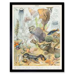 "Artery8 Millot Encyclopedia Page Ocean Animals 12x16"" Framed Art Print - Size: W12"" x H16""" - thumbnail 1