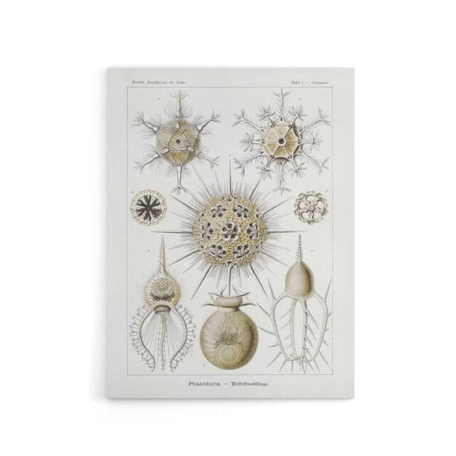 "Artery8 Phaeodaria Amoeba Vintage Haeckel Botanical Canvas Wall Art in White - Size: W18"" x H24""" - image 1