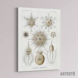 "Artery8 Phaeodaria Amoeba Vintage Haeckel Botanical Canvas Wall Art in White - Size: W18"" x H24""" - thumbnail 2
