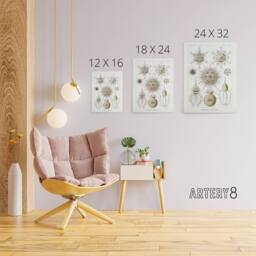 "Artery8 Phaeodaria Amoeba Vintage Haeckel Botanical Canvas Wall Art in White - Size: W18"" x H24""" - thumbnail 4