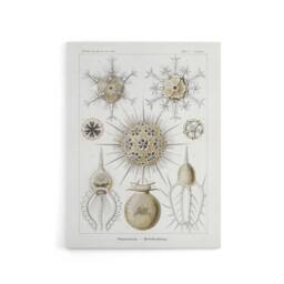 "Artery8 Phaeodaria Amoeba Vintage Haeckel Botanical Canvas Wall Art in White - Size: W18"" x H24""" - thumbnail 1