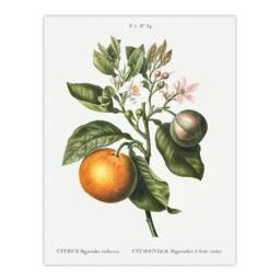 "Artery8 Bitter Orange Botanical Redoute Vintage Wall Art Print Poster in White - Size: W12"" x H16""" - thumbnail 1
