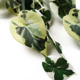 Leaf 40cm Artificial Trailing Variegated Marble Pothos Plant in Green - thumbnail 3