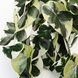 Leaf 40cm Artificial Trailing Variegated Marble Pothos Plant in Green - thumbnail 2