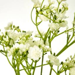 Lemon Pavilion Furniture and Decor Gypsophila (Single Stem Flower) - Plastic - Height 70 cm - Cream in Green - thumbnail 2