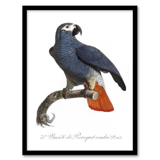 Artery8 The Grey Parrot Illustration Levaillant Framed Wall Art Print in White - Size: A4 - image 1