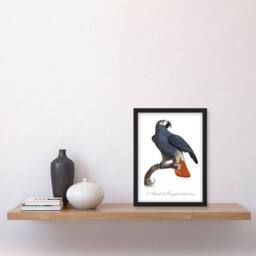 Artery8 The Grey Parrot Illustration Levaillant Framed Wall Art Print in White - Size: A4 - thumbnail 4